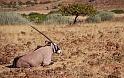 176 Damaraland, etendenka mountain camp, oryx